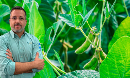 Manejo antecipado de plantas invasoras será importante para a safra de soja 2025/26