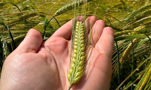 Revolução genética na lavoura: Ambev anuncia variedade de cevada até 16%  mais produtiva e resistente a doenças