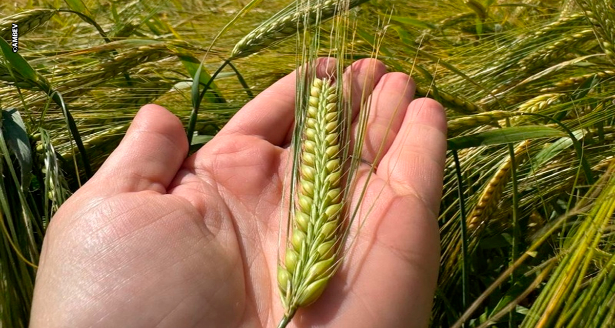 Revolução genética na lavoura: Ambev anuncia variedade de cevada até 16%  mais produtiva e resistente a doenças