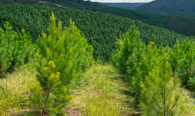 Expedição Silvicultura realiza workshop para debater inovação, produtividade e futuro das florestas plantadas