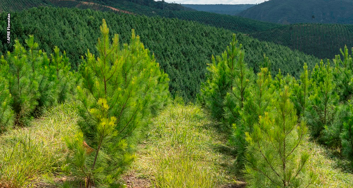 Expedição Silvicultura realiza workshop para debater inovação, produtividade e futuro das florestas plantadas