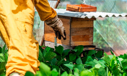 Dia Nacional das abelhas: polinizadores elevam produtividade da soja em até 13%