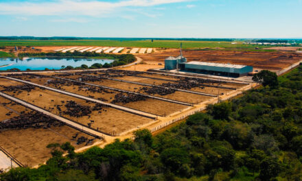 Pecuária circular: impacto na mesa do brasileiro, no meio ambiente e nos custos