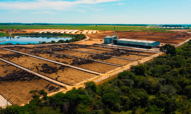 Pecuária circular: impacto na mesa do brasileiro, no meio ambiente e nos custos