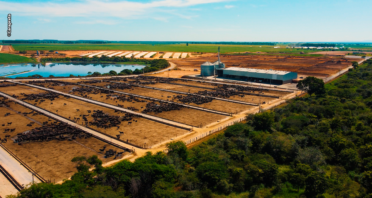 Pecuária circular: impacto na mesa do brasileiro, no meio ambiente e nos custos