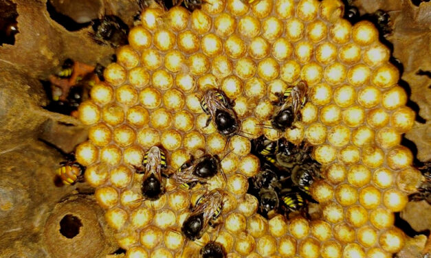 Projeto agrivoltaico da EDP chega a 48 colmeias e capacita comunidade para geração de renda a partir de meliponários
