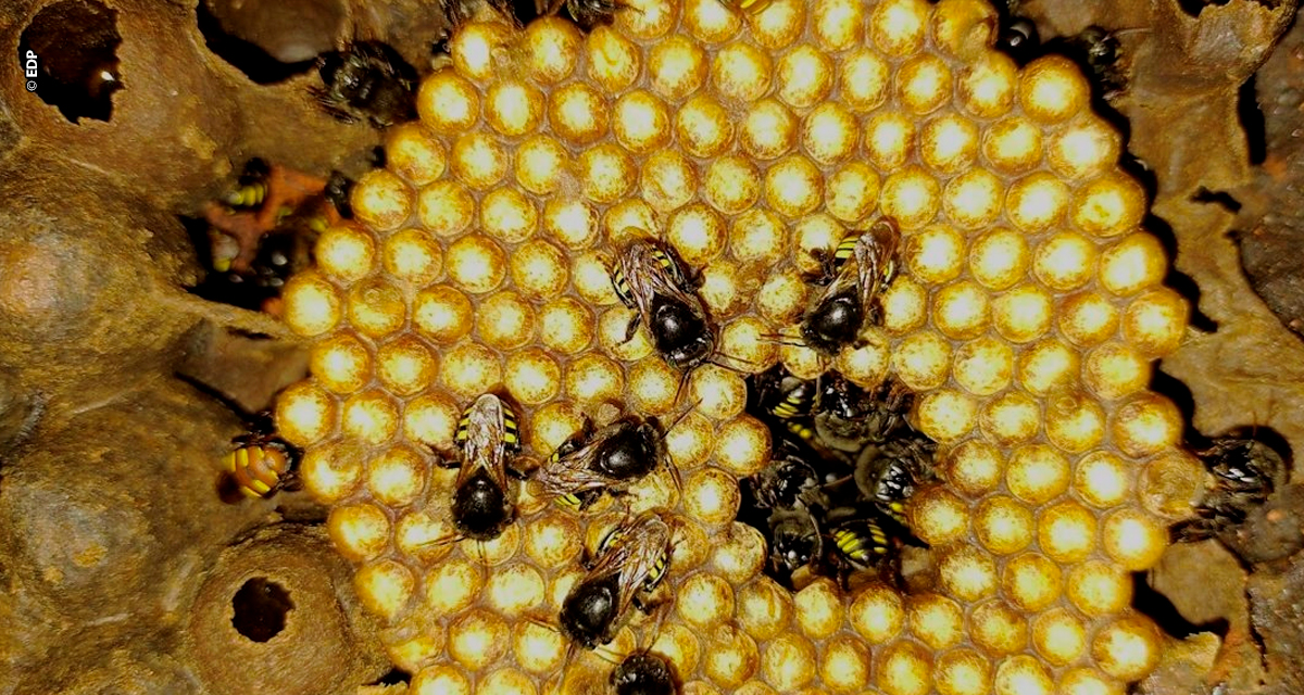Projeto agrivoltaico da EDP chega a 48 colmeias e capacita comunidade para geração de renda a partir de meliponários