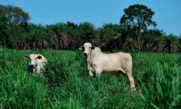 A importância de uma boa forrageira para a sustentabilidade da pecuária brasileira