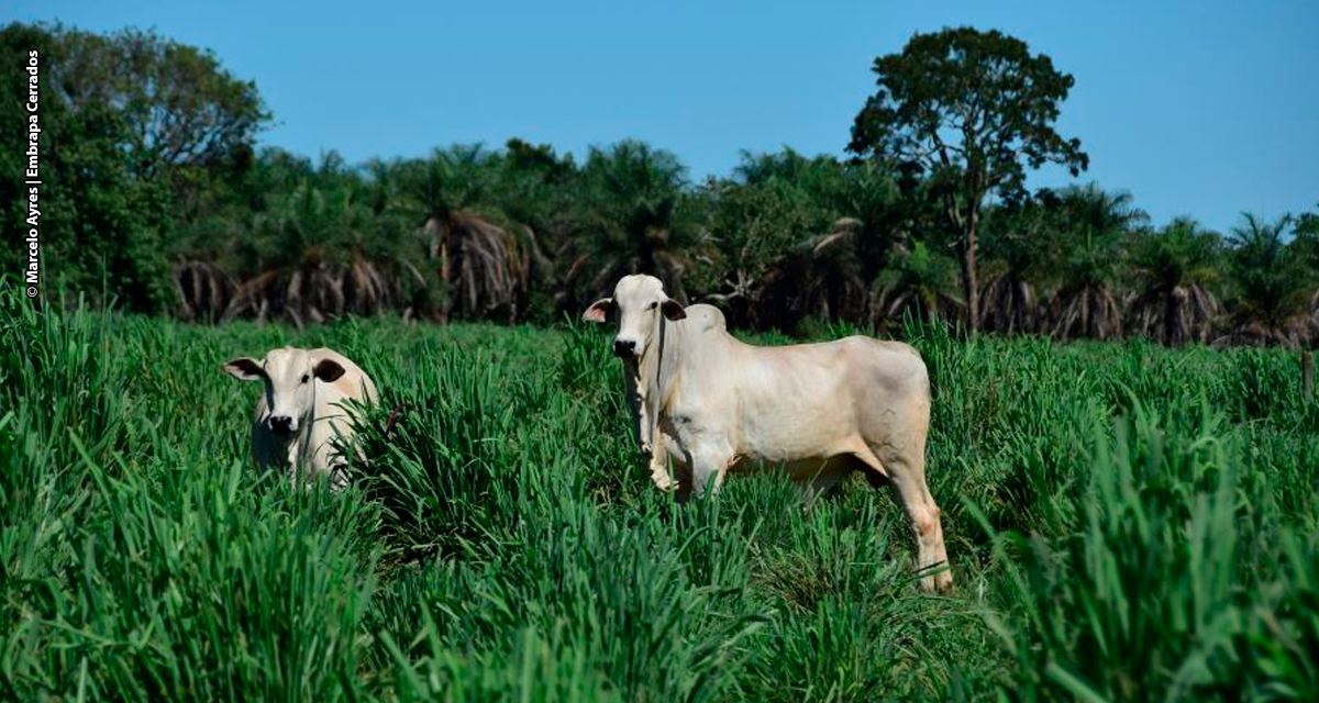 A importância de uma boa forrageira para a sustentabilidade da pecuária brasileira