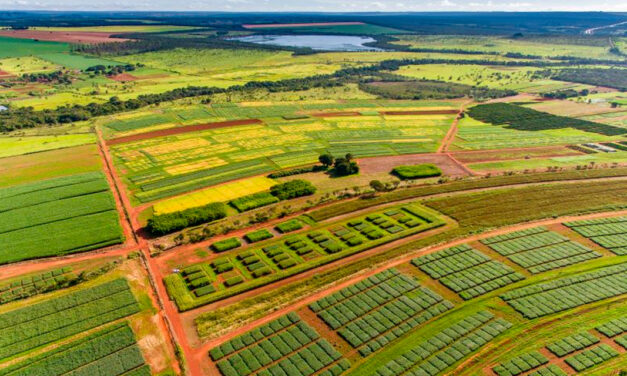 Dia da agricultura: como a pesquisa científica transformou o Cerrado em referência mundial de produtividade e sustentabilidade