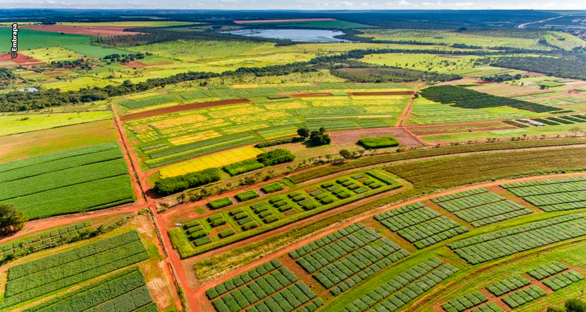 Dia da agricultura: como a pesquisa científica transformou o Cerrado em referência mundial de produtividade e sustentabilidade