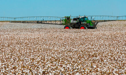 Dia Mundial do Algodão: Fendt contribui para expansão do setor algodoeiro com tecnologia de ponta no campo