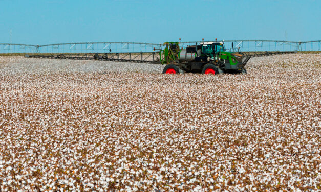 Dia Mundial do Algodão: Fendt contribui para expansão do setor algodoeiro com tecnologia de ponta no campo
