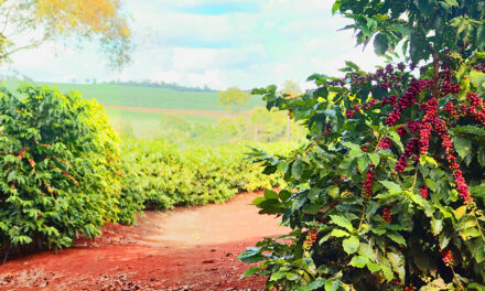 Safra de café 2025/26 entra em fase crucial: florada exige boas práticas para assegurar frutos de qualidade e alta produtividade