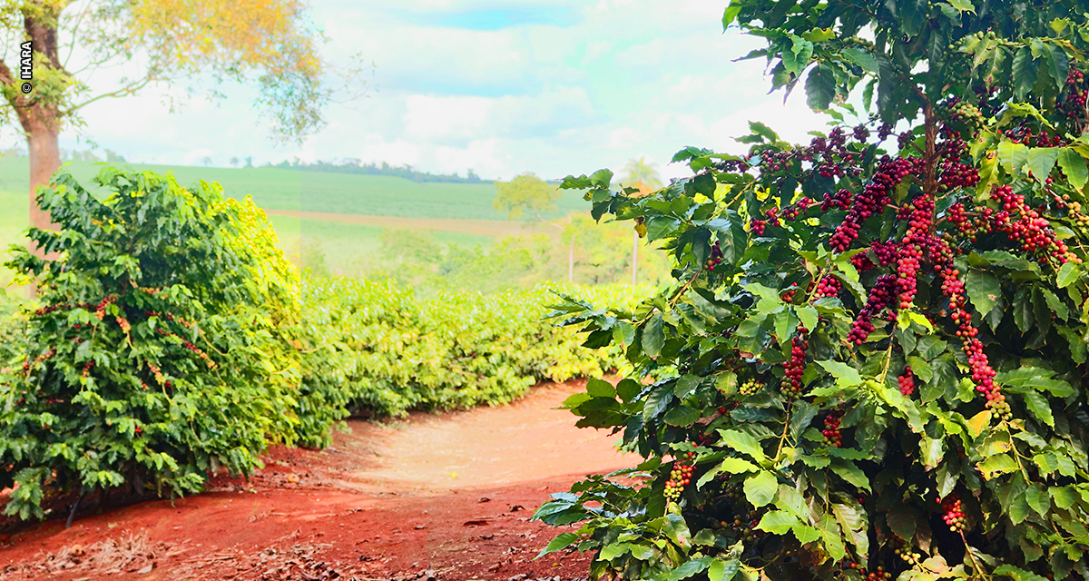 Safra de café 2025/26 entra em fase crucial: florada exige boas práticas para assegurar frutos de qualidade e alta produtividade