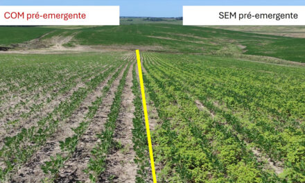 Amaranthus avança no Brasil e acende alerta para o manejo eficiente de plantas daninhas