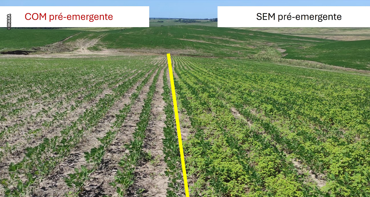 Amaranthus avança no Brasil e acende alerta para o manejo eficiente de plantas daninhas