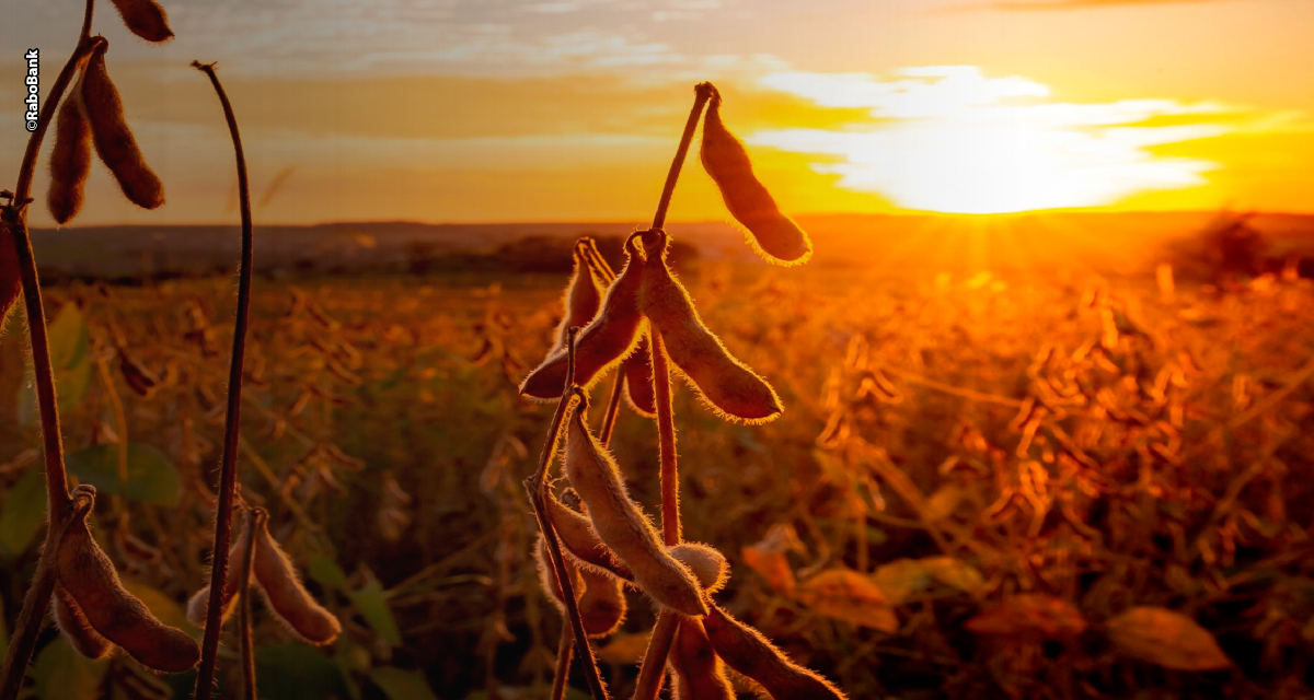 Rabobank divulga relatório Perspectivas para o Agronegócio 2026