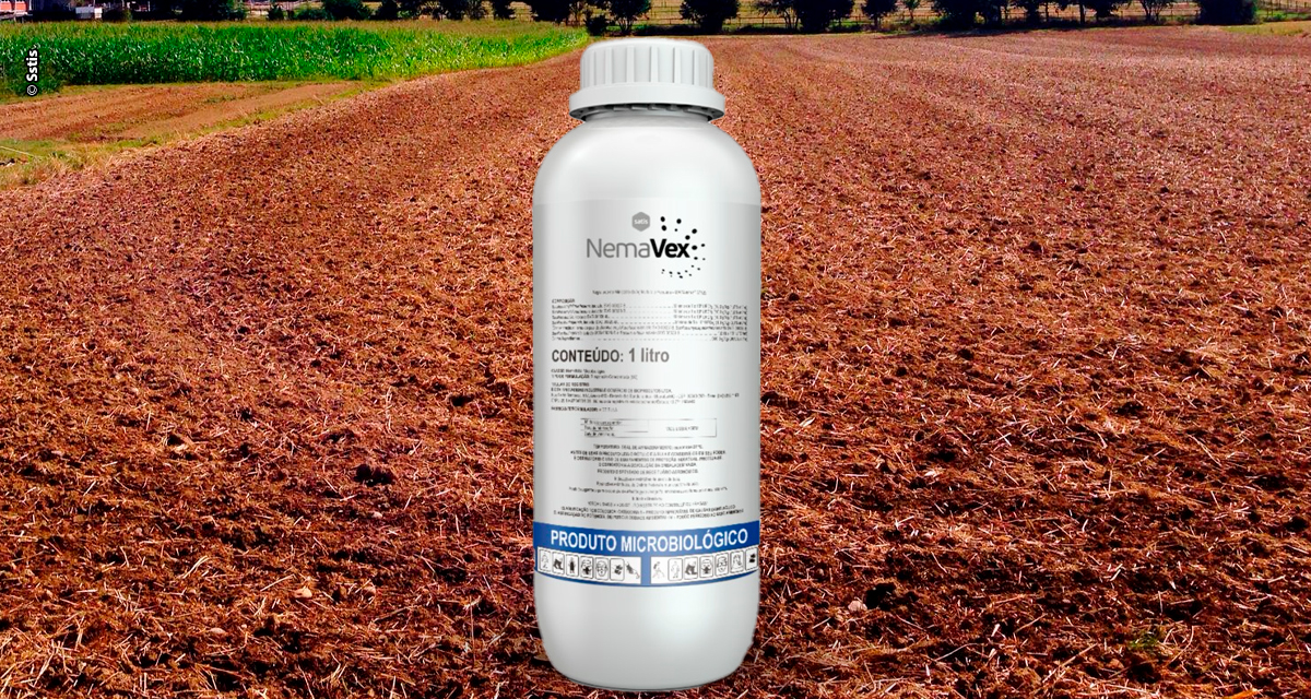 Combate aos nematoides ganha nova biotecnologia