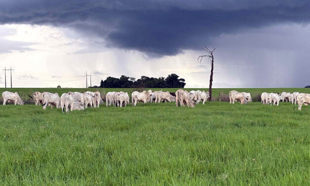 Alavancar a produtividade agrícola passa obrigatoriamente pela recuperação de pastagens degradadas