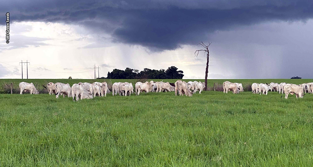 Alavancar a produtividade agrícola passa obrigatoriamente pela recuperação de pastagens degradadas