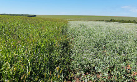 Mix de plantas é ferramenta estratégica e gera múltiplos ganhos na agricultura e na pecuária