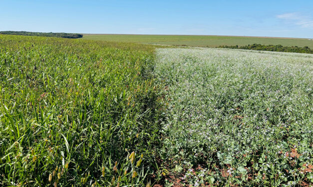 Mix de plantas é ferramenta estratégica e gera múltiplos ganhos na agricultura e na pecuária
