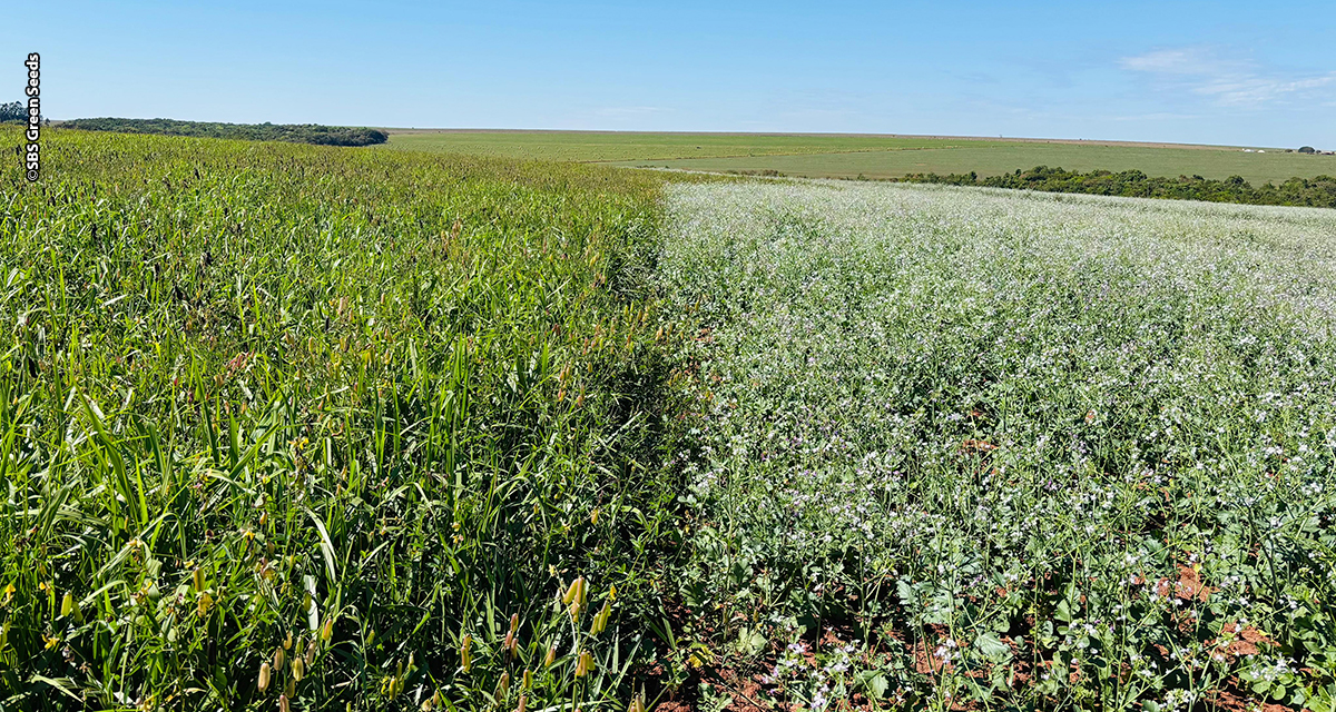 Mix de plantas é ferramenta estratégica e gera múltiplos ganhos na agricultura e na pecuária