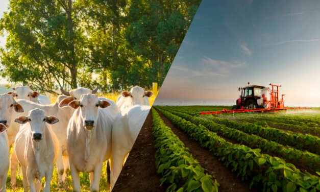 Desafios do agro reforçam importância da proteção por meio dos seguros