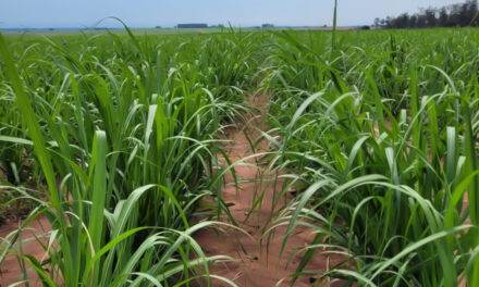 Biotecnologia e manejo preciso impulsionam produtividade e longevidade dos canaviais