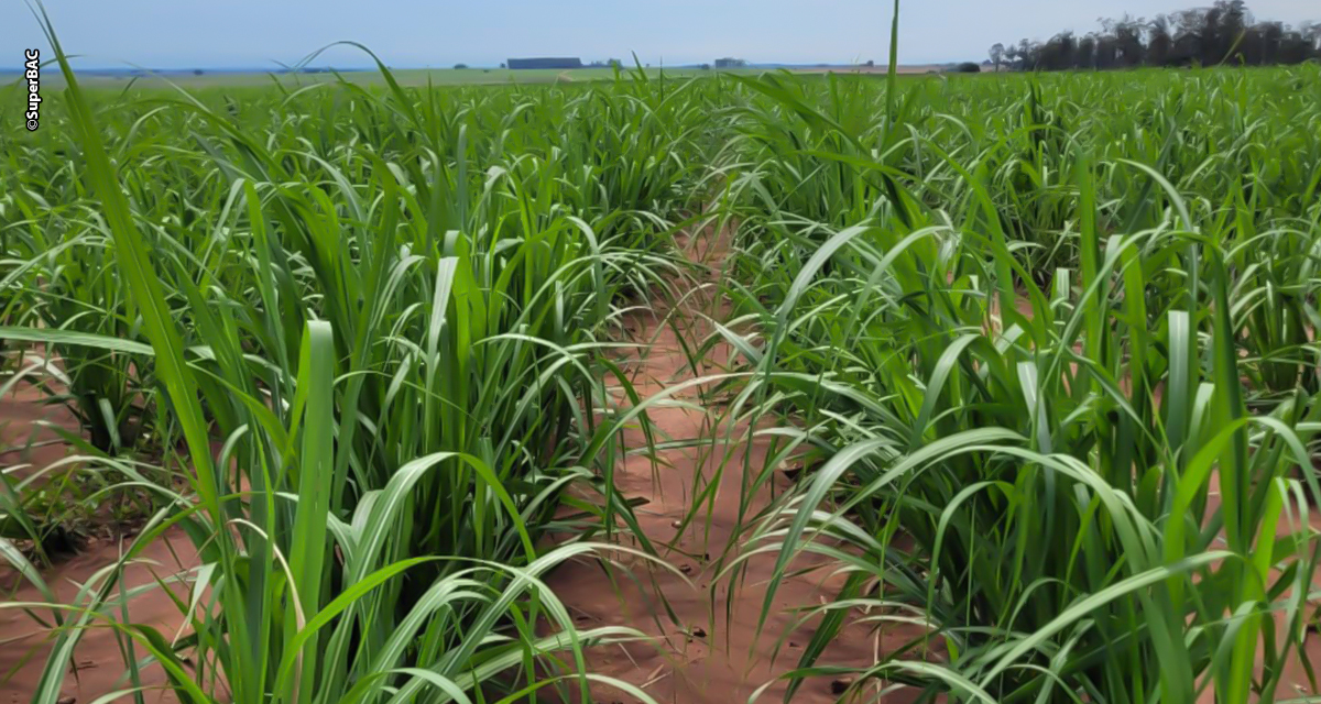 Biotecnologia e manejo preciso impulsionam produtividade e longevidade dos canaviais