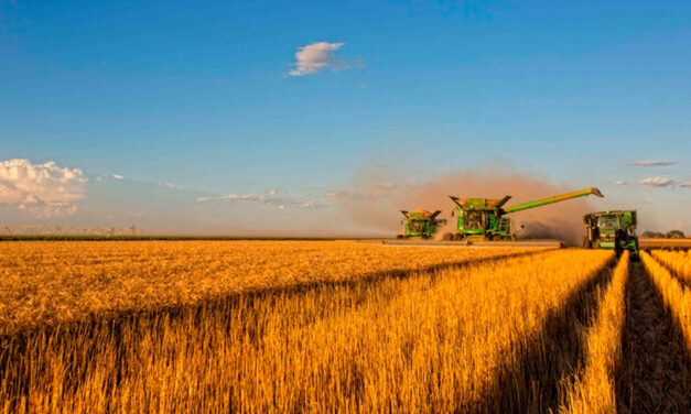 Syngenta conecta inovação e produtividade para impulsionar produtividade da safra de trigo 25/26