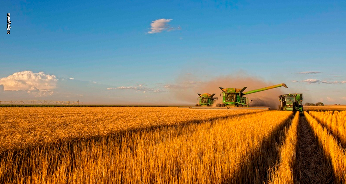Syngenta conecta inovação e produtividade para impulsionar produtividade da safra de trigo 25/26