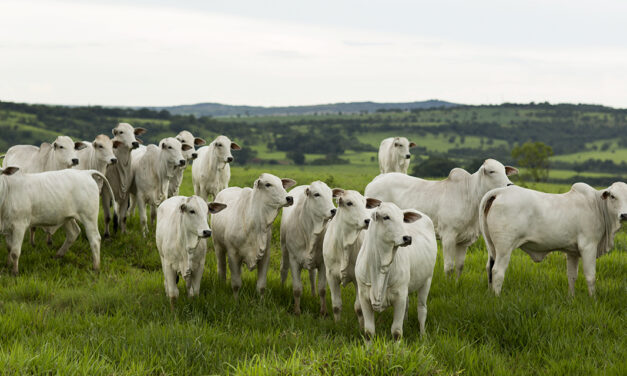 Controle estratégico da mosca-dos-chifres no período das águas garante maior produtividade e bem-estar ao rebanho