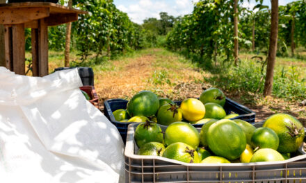 Codevasf e FAO discutem programa de irrigação sustentável