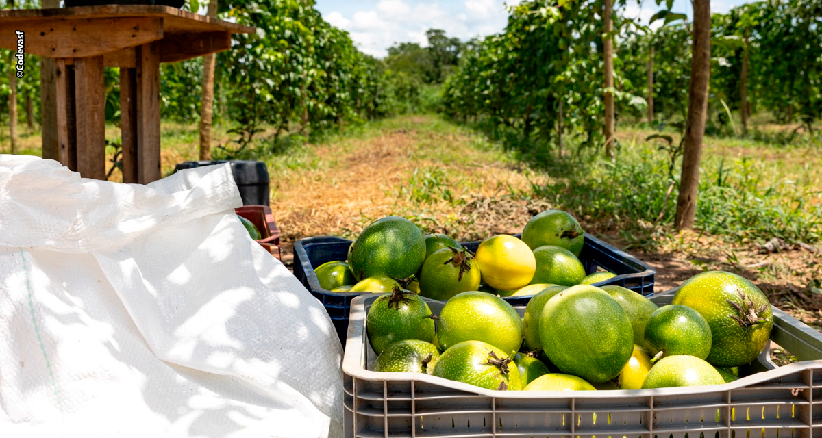 Codevasf e FAO discutem programa de irrigação sustentável