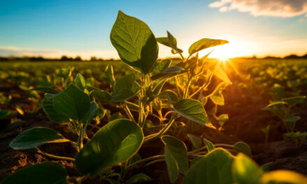 Avanço da safra de soja exige atenção redobrada no controle de plantas daninhas