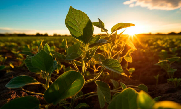 Avanço da safra de soja exige atenção redobrada no controle de plantas daninhas