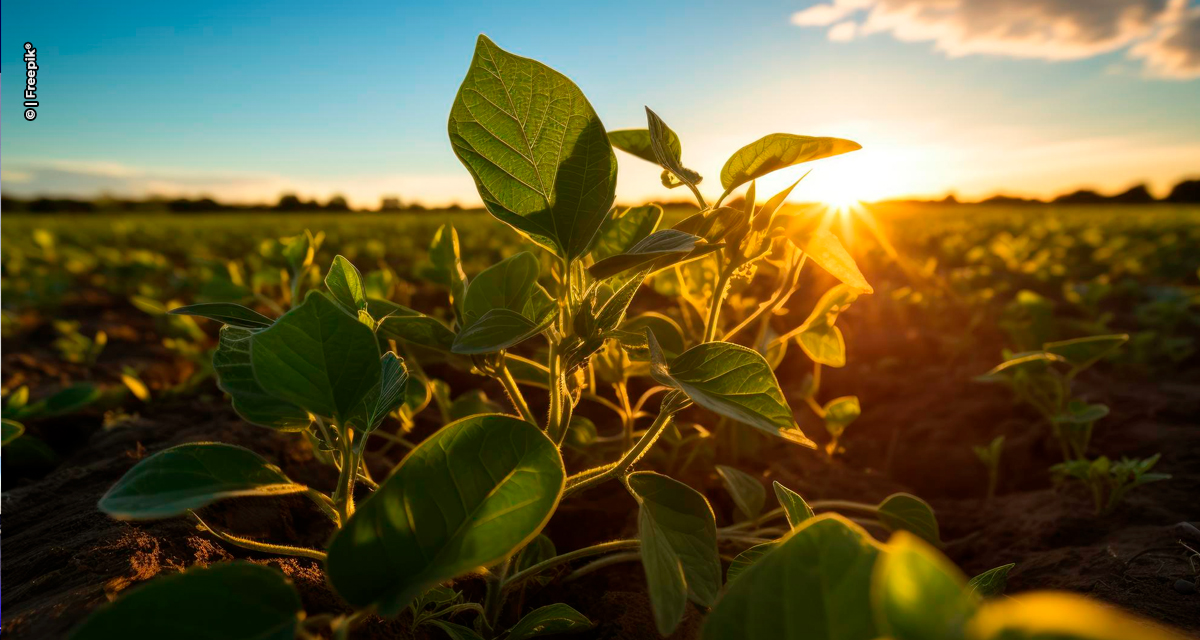 Avanço da safra de soja exige atenção redobrada no controle de plantas daninhas