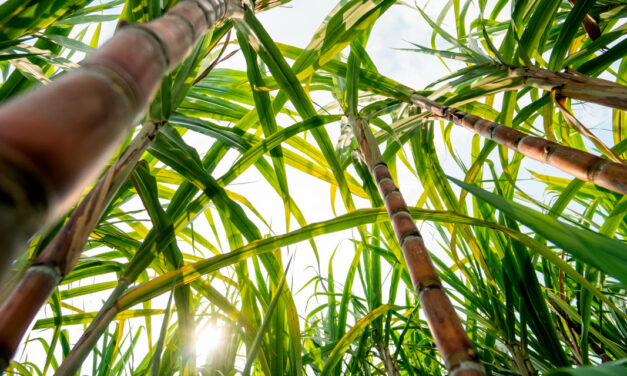 Produção paulista de cana-de-açúcar recua 5,2% na safra 2025/26, impactada por clima adverso