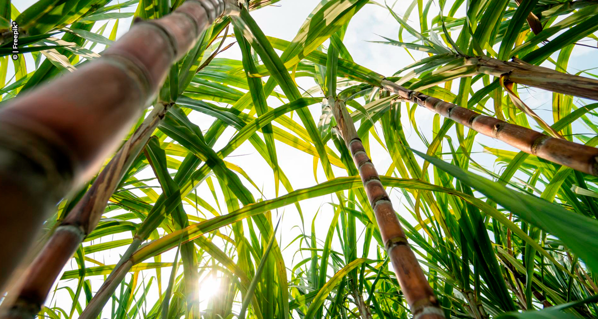 Produção paulista de cana-de-açúcar recua 5,2% na safra 2025/26, impactada por clima adverso