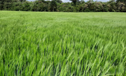 Cevada brasileira caminha para safra recorde impulsionada por manejo eficiente