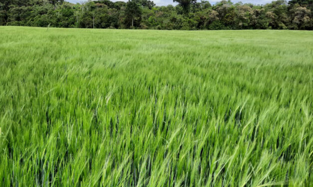 Cevada brasileira caminha para safra recorde impulsionada por manejo eficiente