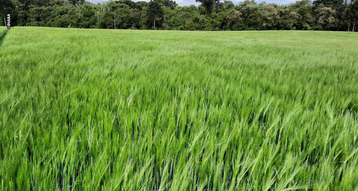 Cevada brasileira caminha para safra recorde impulsionada por manejo eficiente
