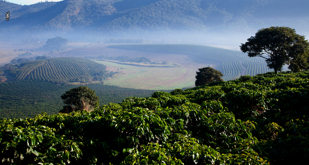 Compradores de 11 países visitam produtores de café da Mantiqueira de Minas