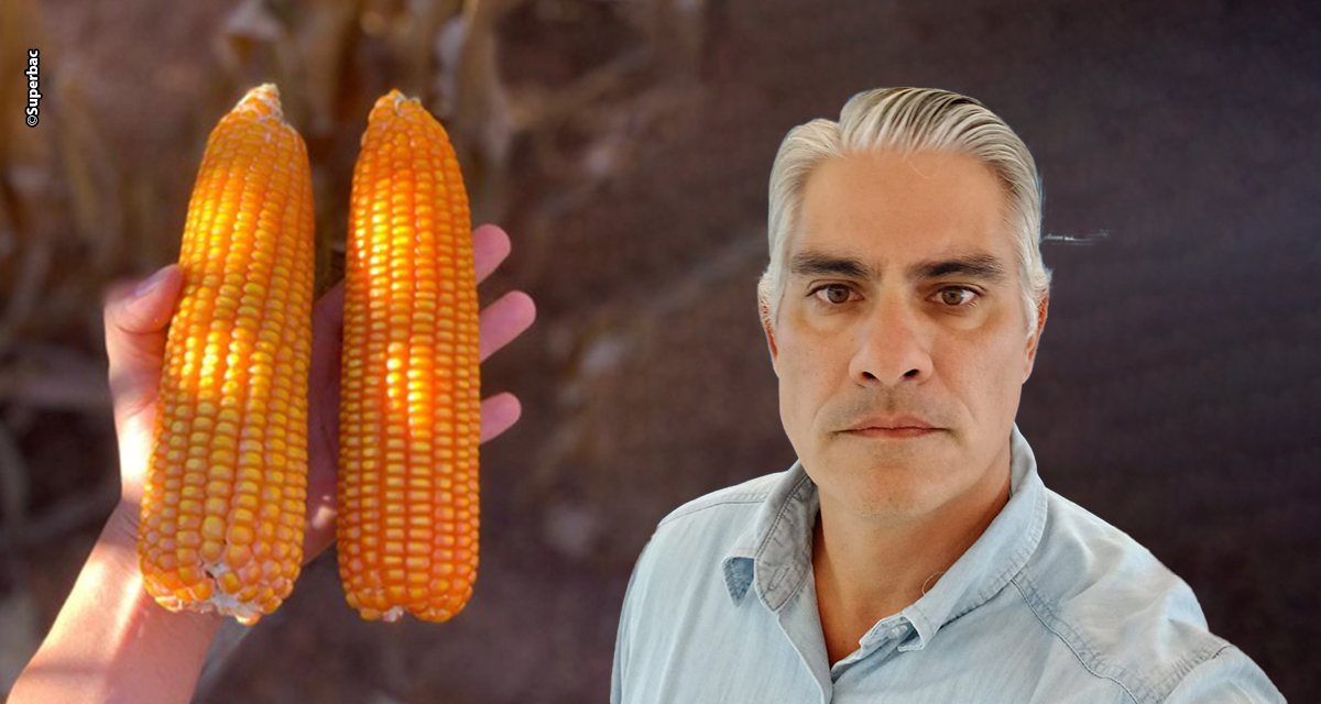 Novas soluções contra nematoides formam escudo biológico nas raízes