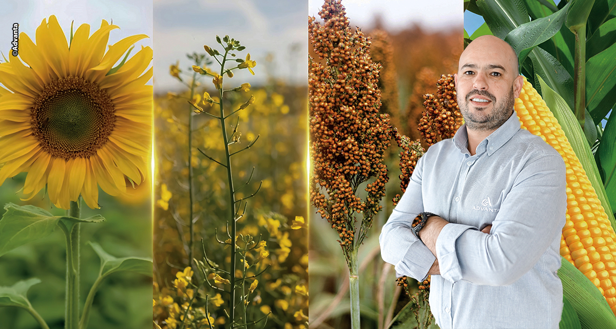 Com genética própria, Advanta Seeds investe em novos cultivos para avançar no Brasil