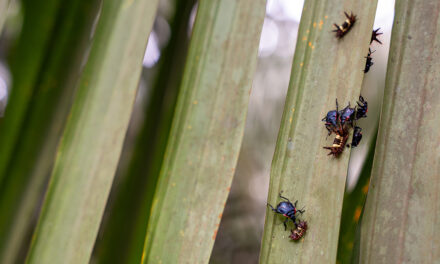 Agropalma comprova eficiência das técnicas naturais no manejo da palma