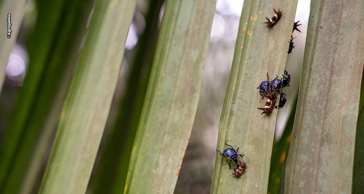 Agropalma comprova eficiência das técnicas naturais no manejo da palma