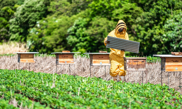 BASF lança projeto que une sojicultores e apicultores para impulsionar agricultura sustentável no Pampa Gaúcho